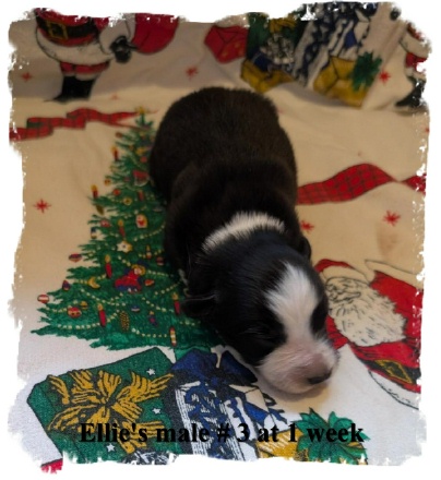 ABCA registered male B/W male Border Collie out of working stock at 1 week